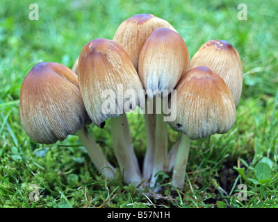 Fairy Ring Champignon, Marsasmius Oreades Stockfoto