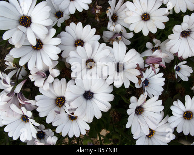 Blumen Bett Stockfoto