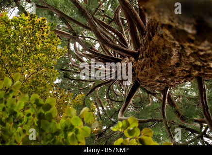 Baum Stockfoto