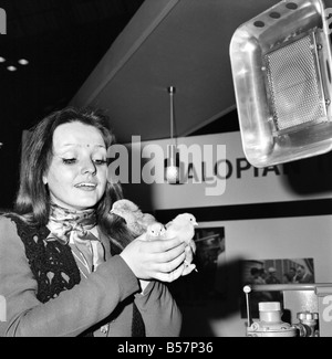 Huhn, süß. Mary Walters mit Küken.  Dezember 1975 70-11623 Stockfoto