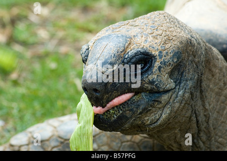 riesige Tortois Essen ein Blatt Stockfoto