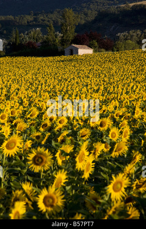 Feld von Sonnenblumen, Provence, Frankreich Stockfoto