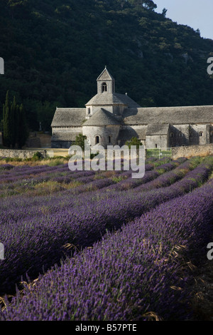 Senanque Abbey und Lavendel Feld, Vaucluse, Provence, Frankreich, Europa Stockfoto