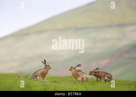 Braune Hasen (Lepus Europaeus), niedrigere Fairsnape Farm, Bleasdale, Lancashire, England, Vereinigtes Königreich, Europa Stockfoto