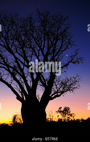 Silhouette der Boab Baum und Mond, Kimberley, Western Australia, Australien, Pazifik Stockfoto