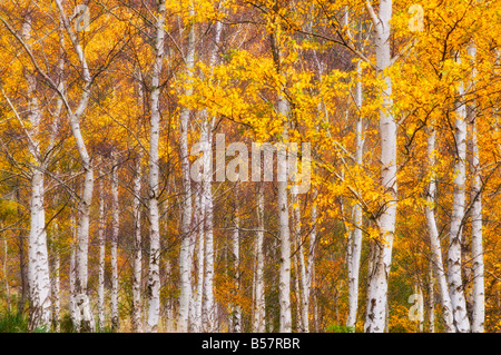 Silber Birken, Dandenong Ranges, Victoria, Australien, Pazifik Stockfoto