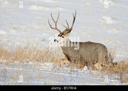 Maultierhirsch (Odocoileus Hemionus) Bock im Schnee, Roxborough State Park, Colorado, Vereinigte Staaten von Amerika, Nordamerika Stockfoto