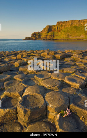 Sechseckigen Basaltsäulen des Giant's Causeway, Bushmills, County Antrim, Ulster, Nordirland, Vereinigtes Königreich Stockfoto