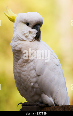 Schwefel-crested Cockatoo, Dandenong Ranges, Victoria, Australien, Pazifik Stockfoto