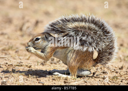 Männlich-Cape Grundeichhörnchen, Kgalagadi Transfrontier Park, umfasst das ehemalige Kalahari Gemsbok National Park, Afrika Stockfoto