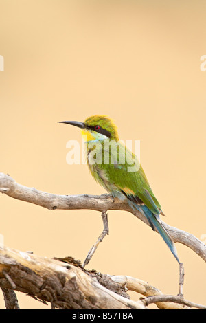 Zinnenkranz Bienenfresser, Kgalagadi Transfrontier Park, umfasst das ehemalige Kalahari Gemsbok National Park in Südafrika Stockfoto