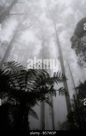 Eberesche Bäume, der höchsten Blütenpflanzen in der Welt und Baumfarne in Nebel, Dandenong Ranges, Victoria, Australien Stockfoto