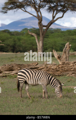 Zebra, Amboseli Nationalpark, Kenia, Ostafrika, Afrika Stockfoto