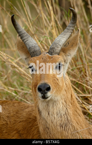 Männliche Bohor andere (Redunca Redunca), Masai Mara National Reserve, Kenia, Ostafrika, Afrika Stockfoto