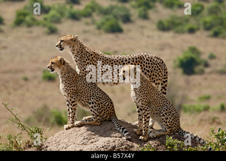 Gepard (Acinonyx Jubatus) Mutter mit zwei jungen, Masai Mara National Reserve, Kenia, Ostafrika, Afrika Stockfoto