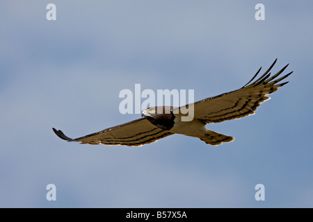 Schwarzes-breasted Schlange Adler (Circaetus Pectoralis), Masai Mara National Reserve, Kenia, Ostafrika, Afrika Stockfoto