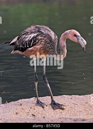 Karibischer Flamingo (phoenicoperus ruber) juvenile Stockfoto