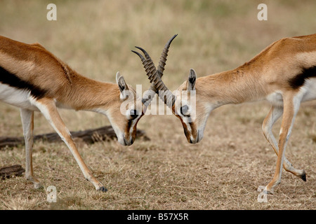 Männliche Thomson es Gazelle (Gazella Thomsonii) kämpfen, Masai Mara National Reserve, Kenia, Ostafrika, Afrika Stockfoto