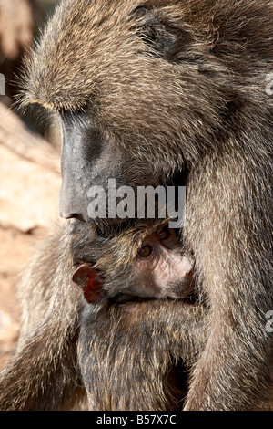 Olive Pavian (Papio Cynocephalus Anubis) Mutter und Kind, Samburu National Reserve, Kenia, Ostafrika, Afrika Stockfoto