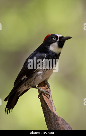Weibliche Eichel Specht (Melanerpes Formicivorus), Chiricahua National Monument, Arizona, Vereinigte Staaten von Amerika Stockfoto