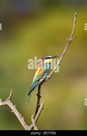 Europäische Bienenfresser (Golden-backed Bienenfresser) (Merops Apiaster), Pilanesberg National Park, Südafrika, Afrika Stockfoto