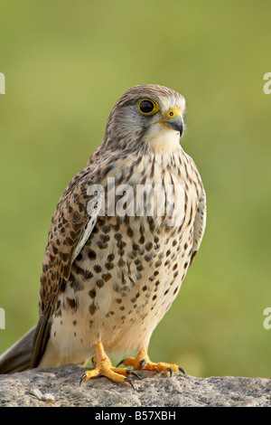 Weiblichen Turmfalken (Falco Tinnunculus), Serengeti Nationalpark, Tansania, Ostafrika, Afrika Stockfoto