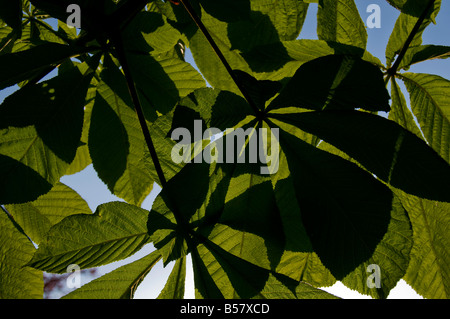 Schatten von Blättern o einen Rosskastanie Baum. Stockfoto