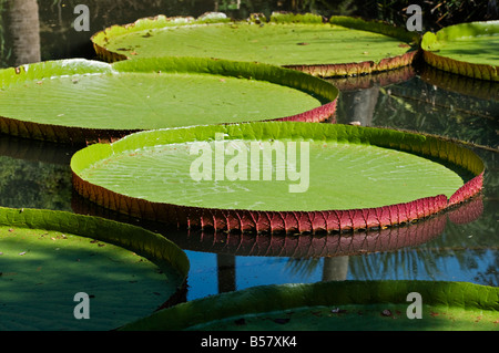 Kanapaha Gärten Gainesville Florida riesigen Victoria-Seerose Stockfoto