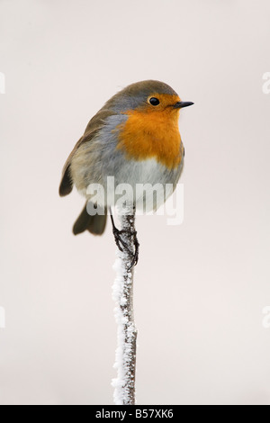 Robin (Erithacus Rubecula) am frostigen Zweig in Winter, Northumberland, England, Vereinigtes Königreich, Europa Stockfoto