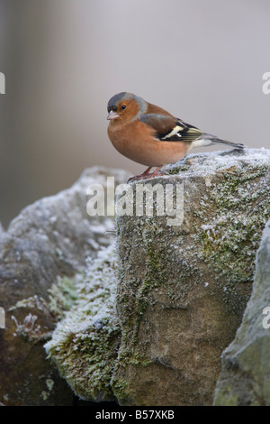 Männlichen Buchfinken (Fringilla Coelebs), auf der Steinmauer, Vereinigtes Königreich, Europa Stockfoto