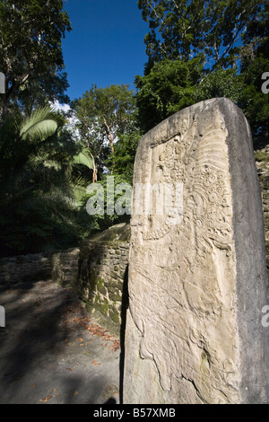 Stela 9 AD 625 errichtet zum Gedenken an den Beitritt von Herrn Rauchen Shell im Jahre 608, Lamanai, Belize Stockfoto