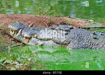 Salzwasser-Krokodil, Northern Territory, Australien, Pazifik Stockfoto