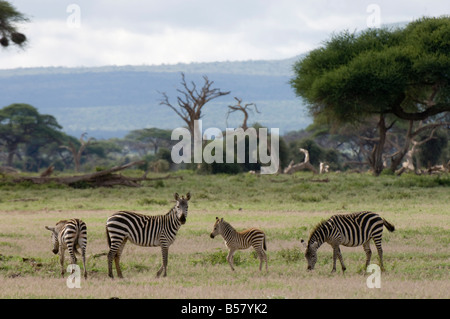 Zebras, Amboseli Nationalpark, Kenia, Ostafrika, Afrika Stockfoto