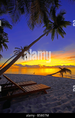 Liegestuhl am tropischen Strand von Palme bei Dämmerung und Graureiher, Malediven, Indischer Ozean, Asien Stockfoto