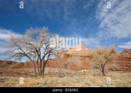 Pappel Baum und das Schloss, Capitol Reef National Park, Utah, Vereinigte Staaten von Amerika, Nordamerika Stockfoto