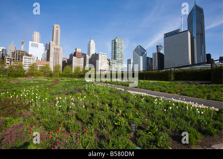 Lurie Garden, Millennium Park, Chicago, Illinois, Vereinigte Staaten von Amerika, Nordamerika Stockfoto