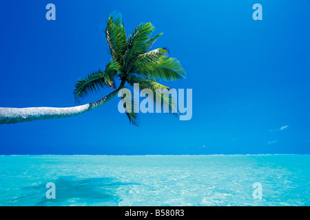 Palme, die über dem Meer, Male Atoll, Malediven, Indischer Ozean, Asien Stockfoto
