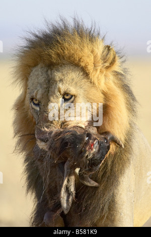 Löwe (Panthera Leo) tragen eine Streifengnu Karkasse, Masai Mara National Reserve, Kenia, Afrika Stockfoto