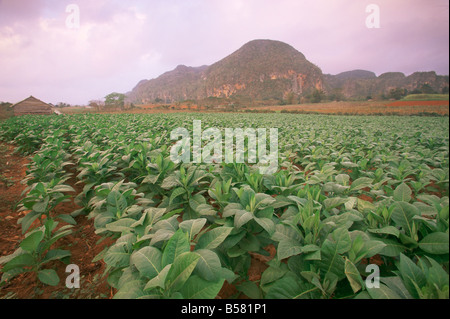 Tabak-Plantage, Kuba, Karibik, Mittelamerika Stockfoto