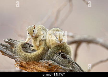 Zwei Eichhörnchen in Baum (Paraxerus Cepapi), Krüger Nationalpark, Südafrika, Afrika Stockfoto