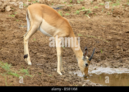 Junge männliche Impala (Aepyceros Melampus) trinken, Krüger Nationalpark, Südafrika, Afrika Stockfoto