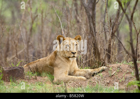 Weibliche Löwen (Panthera Leo), Krüger Nationalpark, Südafrika, Afrika Stockfoto