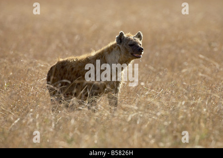 Hyäne (gefleckte zerbeissen) entdeckt (Crocuta Crocuta), Masai Mara National Reserve, Kenia, Ostafrika, Afrika Stockfoto