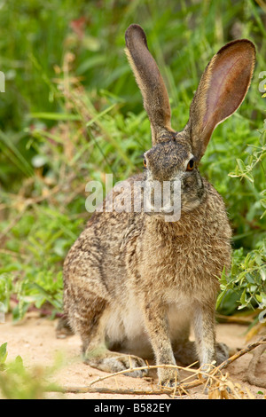 Afrikanische Hasen (Cape Hase) (braune Hare) (Lepus Capensis), Addo Elephant National Park, Südafrika, Afrika Stockfoto