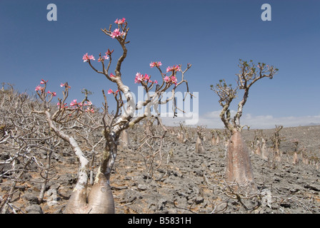 Flaschenbaum (Adenium Obesum), endemisch auf der Insel, bekannt als desert Rose, Diksam Plateau, zentrale Insel Sokotra, Jemen Stockfoto