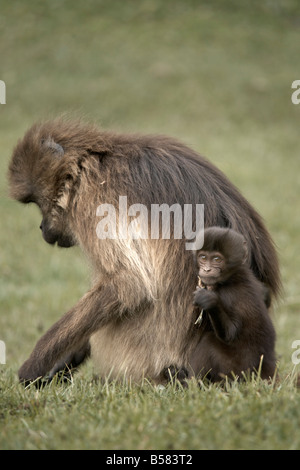 Gelada Paviane in den Simien Mountains Nationalpark, Äthiopien, Afrika Stockfoto