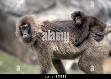 Gelada Paviane in den Simien Mountains Nationalpark, Äthiopien, Afrika Stockfoto