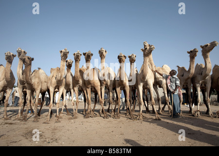 Kamel Händler am frühen Morgen Vieh Markt in Hargeisa, Somaliland, Somalia, Afrika Stockfoto