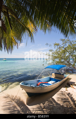 Kleines Boot am Strand unter Kokospalmen, Ranguana Caye, Belize, Mittelamerika Stockfoto