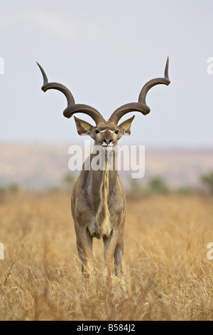 Männliche große Kudu (Tragelaphus Strepsiceros), Krüger Nationalpark, Südafrika, Afrika Stockfoto